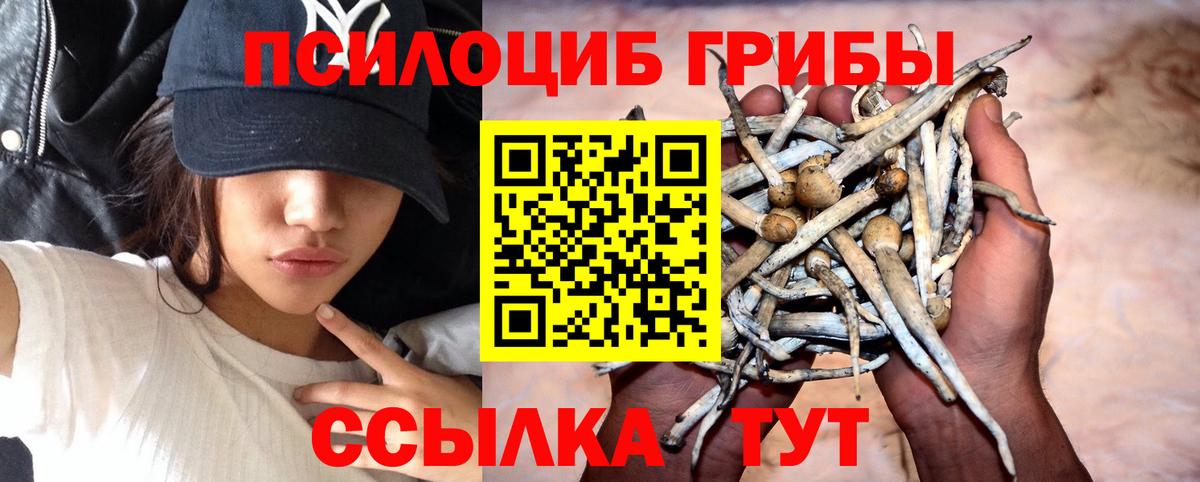 Псилоцибиновые грибы Cubensis Майский